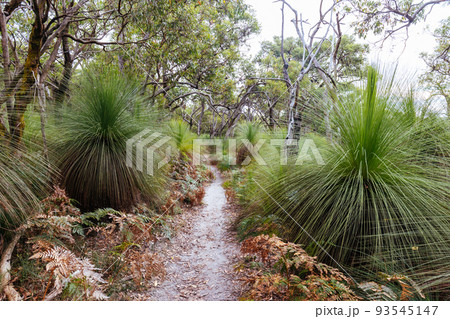 Two Bays Walking Track in Victoria Australia Two Bays Walking Track in Victoria Australia 93545147