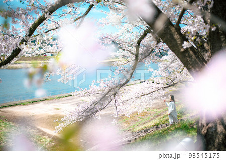 満開の桜に囲まれて 93545175
