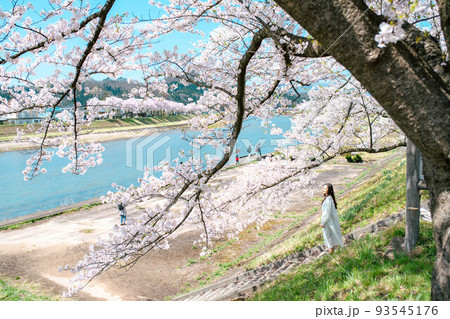 満開の桜に囲まれて 満開の桜に囲まれて 93545176