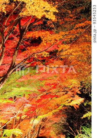 ライトアップされた紅葉 93545253
