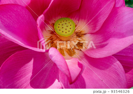 花びら 軟化 花 93546326