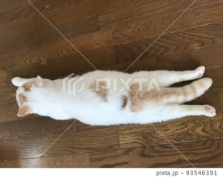 フローリングの上で伸びする猫 フローリングの上で伸びする猫 93546391