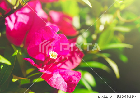The morning sunshine shone on the pink bougainvillea with blurred green background. Bougainvillea flowers are blooming beautifully in the garden for the background. The morning sunshine shone on the pink bougainvillea with blurred green background. Bougainvillea flowers are blooming beautifully in the garden for the background. 93546397
