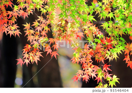 重なり合う紅葉 93546404