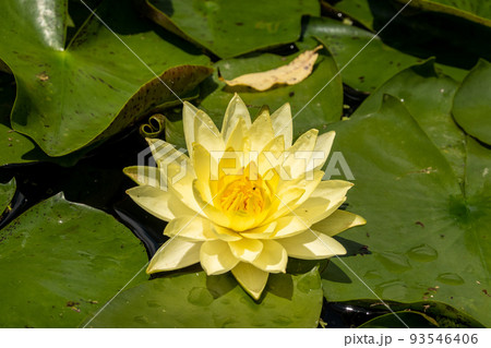 花びら 軟化 夏 93546406