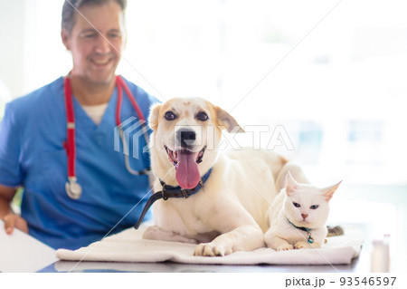Vet with dog and cat. Puppy and kitten at doctor. 93546597