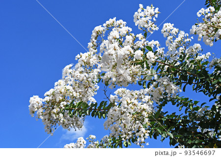 シロバナサルスベリ(白花百日紅) シロバナサルスベリ(白花百日紅) 93546697