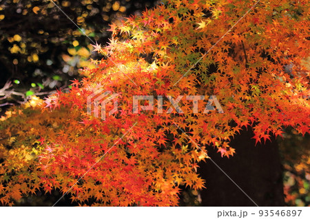 鮮やかな紅葉 鮮やかな紅葉 93546897