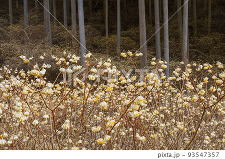 群馬県桐生市 ミツマタ群生地 春 群馬県桐生市 ミツマタ群生地 春 93547357