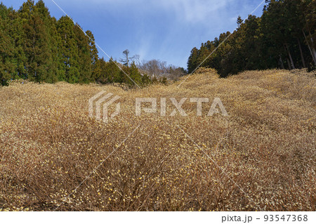 群馬県桐生市 ミツマタ群生地 春 群馬県桐生市 ミツマタ群生地 春 93547368