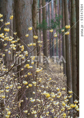 茂木町焼森山 ミツマタ群生地 北関東栃木県 春の観光地 茂木町焼森山 ミツマタ群生地 北関東栃木県 春の観光地 93547684