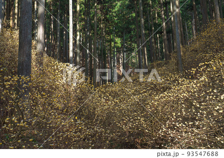 茂木町焼森山 ミツマタ群生地　北関東栃木県 春の観光地 93547688