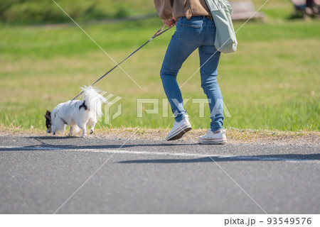 犬の散歩をする人　♯犬　♯パーツカット　♯下半身　♯人 93549576