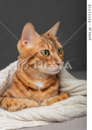 The cat lies on the bed, wrapped in a sweater. 93551418