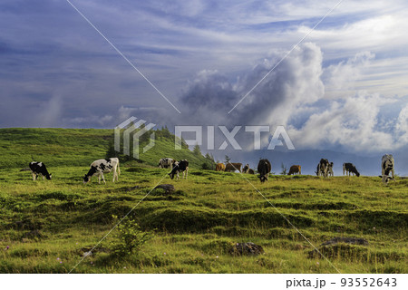 Grazing on the Mountaintops 93552643