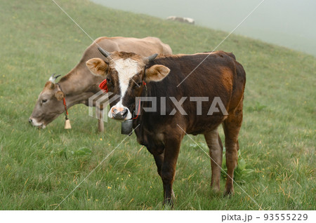 Cows graze in a meadow in the fog, Carpathian cows in Ukraine, mountain cows graze in the fog with a bell. 93555229