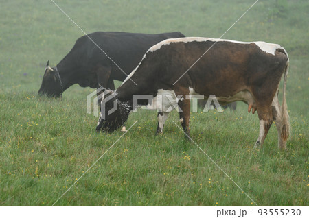 Cows graze on a meadow in the fog, Carpathian cows in Ukraine. 93555230