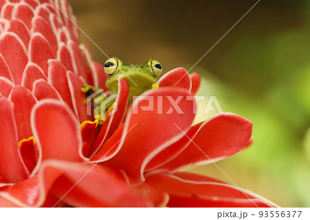 Spiny Glass Frog (Teratohyla spinosa), tinny amphibian with red flower, animal from South America, Costarica Spiny Glass Frog (Teratohyla spinosa), tinny amphibian with red flower, animal from South America, Costarica 93556377