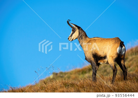 Concentrated tatra chamois looking down into a valley and checking out danger Concentrated tatra chamois looking down into a valley and checking out danger 93556444