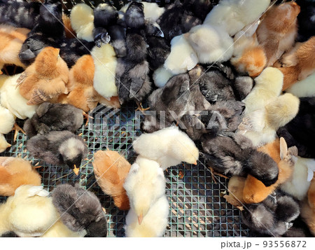 Many little yellow, black, gray young chickens on farm close-up. Many hen chickens top view. Livestock, agribusiness, domestic pet, aviculture breeding, industrial production. Agricultural background Many little yellow, black, gray young chickens on farm close-up. Many hen chickens top view. Livestock, agribusiness, domestic pet, aviculture breeding, industrial production. Agricultural background 93556872