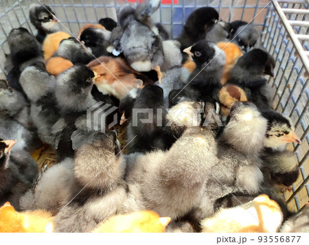 Many little yellow, black, gray young chickens on farm close-up. Many hen chickens top view. Livestock, agribusiness, domestic pet, aviculture breeding, industrial production. Agricultural background 93556877