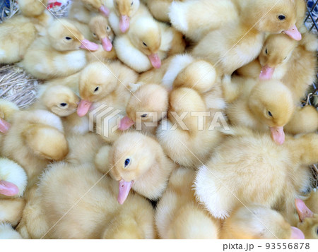 Many little yellow young ducks close-up. Many ducklings top view. Livestock, agribusiness, domestic pet, aviculture breeding, industrial production. Duck farm. Ducks breeding. Agricultural background Many little yellow young ducks close-up. Many ducklings top view. Livestock, agribusiness, domestic pet, aviculture breeding, industrial production. Duck farm. Ducks breeding. Agricultural background 93556878