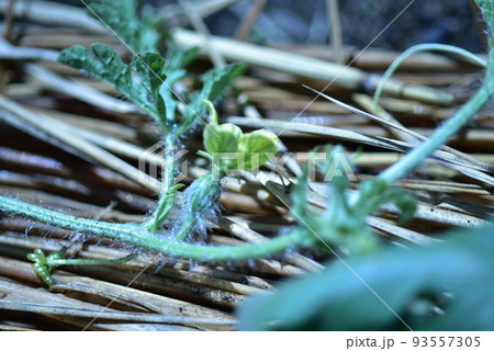 野菜の花と実・スイカ 93557305