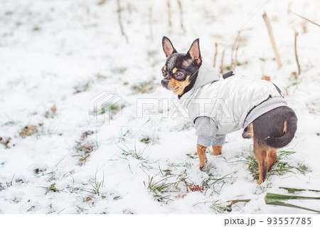 A tricolor chihuahua dog in a gray vest is standing in the snow. A small thoroughbred dog in winter. A tricolor chihuahua dog in a gray vest is standing in the snow. A small thoroughbred dog in winter. 93557785