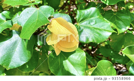 沖縄で咲くアリアケカズラ（アラマンダ） 93558966