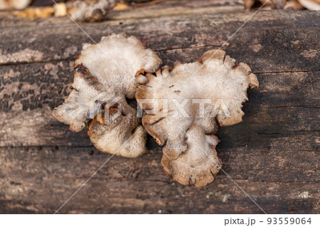 Large parasitic mushroom that grows on tree trunks. Tinder fungus, hoof fungus, tinder conk, tinder polypore or ice man fungus Large parasitic mushroom that grows on tree trunks. Tinder fungus, hoof fungus, tinder conk, tinder polypore or ice man fungus 93559064