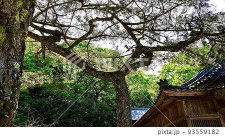 和多都美神社の裏参道の木 93559182