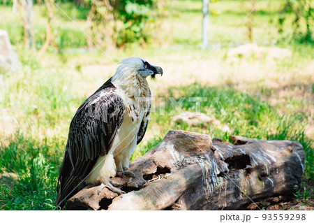 Bearded vulture on a stump in the zoo enclosure.  93559298