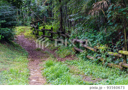 自然公園の中の小道 93560673