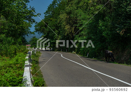 Caucasus mountain in georgian region Guria 93560692