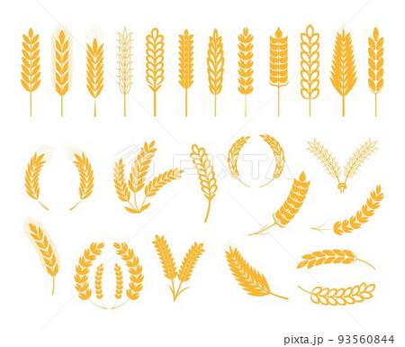 Ears of wheat, ear of rye, spikelet set vector. Cereals plant icons in flat style for cafe, product package. 93560844