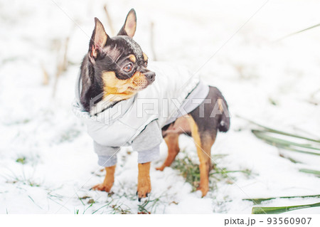 A tricolor chihuahua dog in a gray vest is standing in the snow. A small thoroughbred dog in winter. 93560907