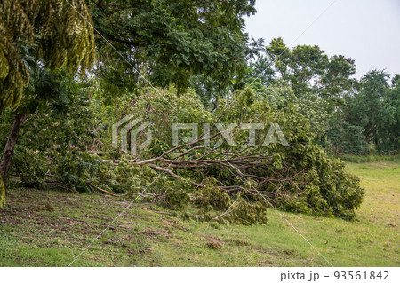 The tree was destroyed by the storm's intensity The tree was destroyed by the storm's intensity 93561842