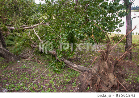 The tree was destroyed by the storm's intensity The tree was destroyed by the storm's intensity 93561843