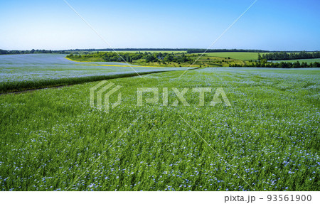 A road through a field of flowering flax leads to a small farm A road through a field of flowering flax leads to a small farm 93561900