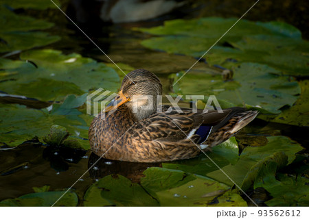 The Mallard, Young Grey Common Ducks in a pond. 93562612