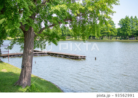 水元公園 小合溜/東京都葛飾区 水元公園 小合溜/東京都葛飾区 93562991