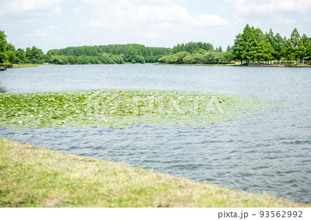 水元公園 小合溜/東京都葛飾区 水元公園 小合溜/東京都葛飾区 93562992