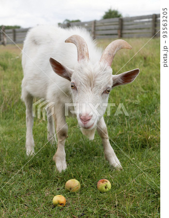 Curious or timid white furry goat with rectangular pupils and three apples on the grass 93563205