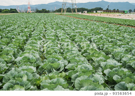 夏のキャベツ畑【塩尻市洗馬】 93563654