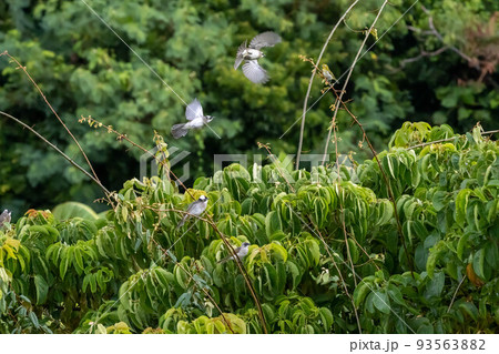 シロガシラとメジロ シロガシラとメジロ 93563882