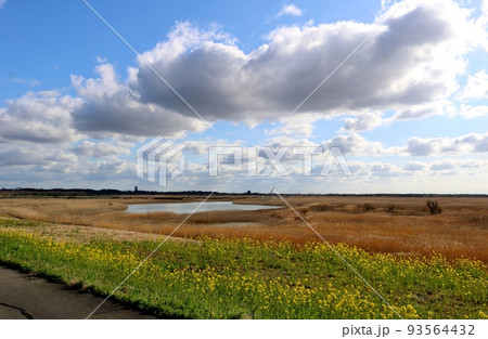 いい香りの菜の花が彩る渡良瀬遊水地 穏やかな春の風景 栃木 いい香りの菜の花が彩る渡良瀬遊水地 穏やかな春の風景 栃木 93564432
