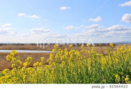 いい香りの菜の花が彩る渡良瀬遊水地　穏やかな春の風景　栃木 93564433