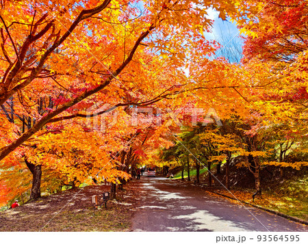 箕輪町・もみじ湖の紅葉 箕輪町・もみじ湖の紅葉 93564595