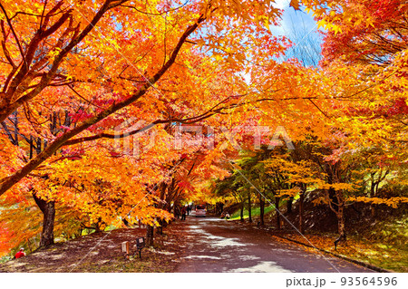 箕輪町・もみじ湖の紅葉 箕輪町・もみじ湖の紅葉 93564596