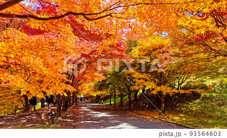 箕輪町・もみじ湖の紅葉 93564603